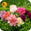 DIANTHUS CARYOPHYLLUS FLORISTAN MIX 8 SZTUK